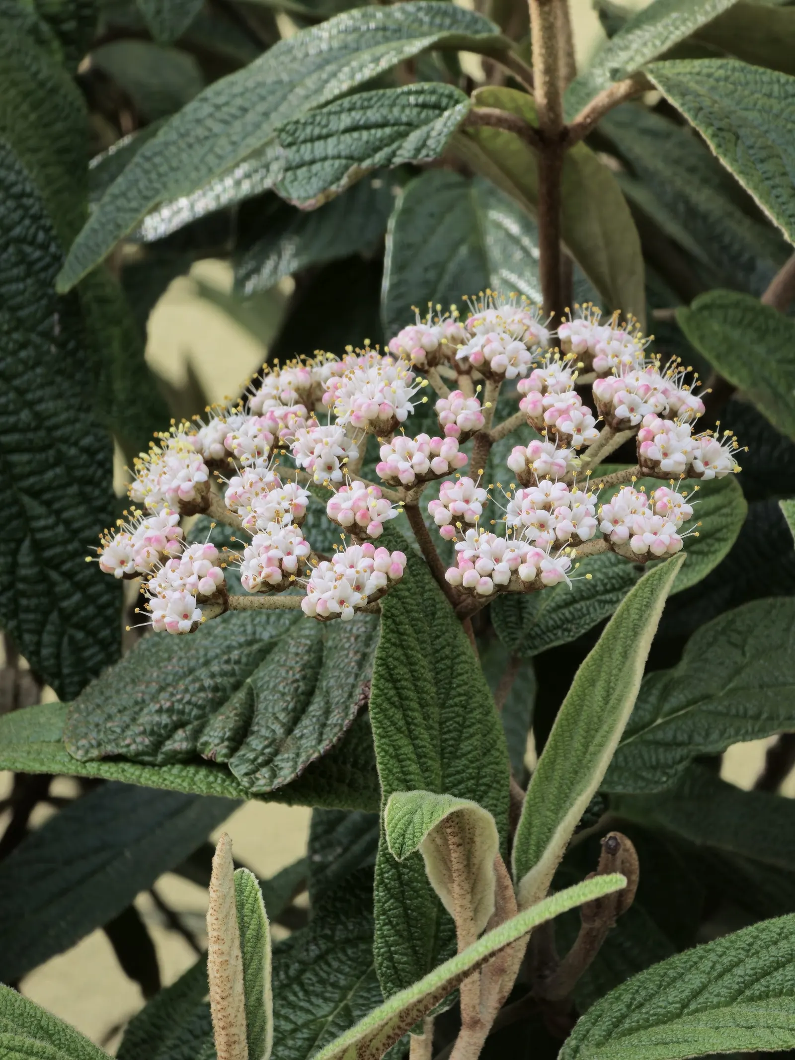 Leatherleaf Viburnum (Viburnum Rhytidophyllum) — shrub with white blooms; measuring up to 4 inches across