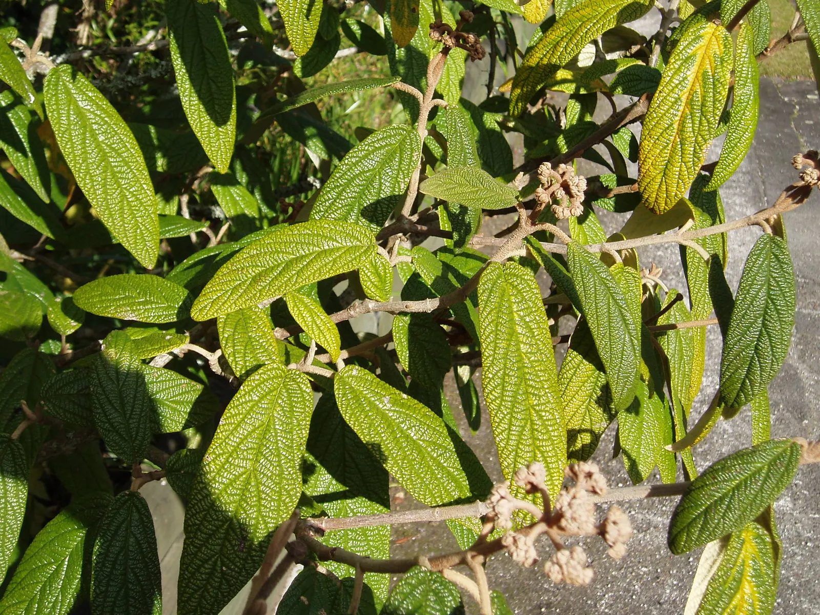 Leatherleaf Viburnum (Viburnum Rhytidophyllum) — Leatherleaf Viburnum is a robust evergreen shrub displaying deeply veined; berries turn red to black when