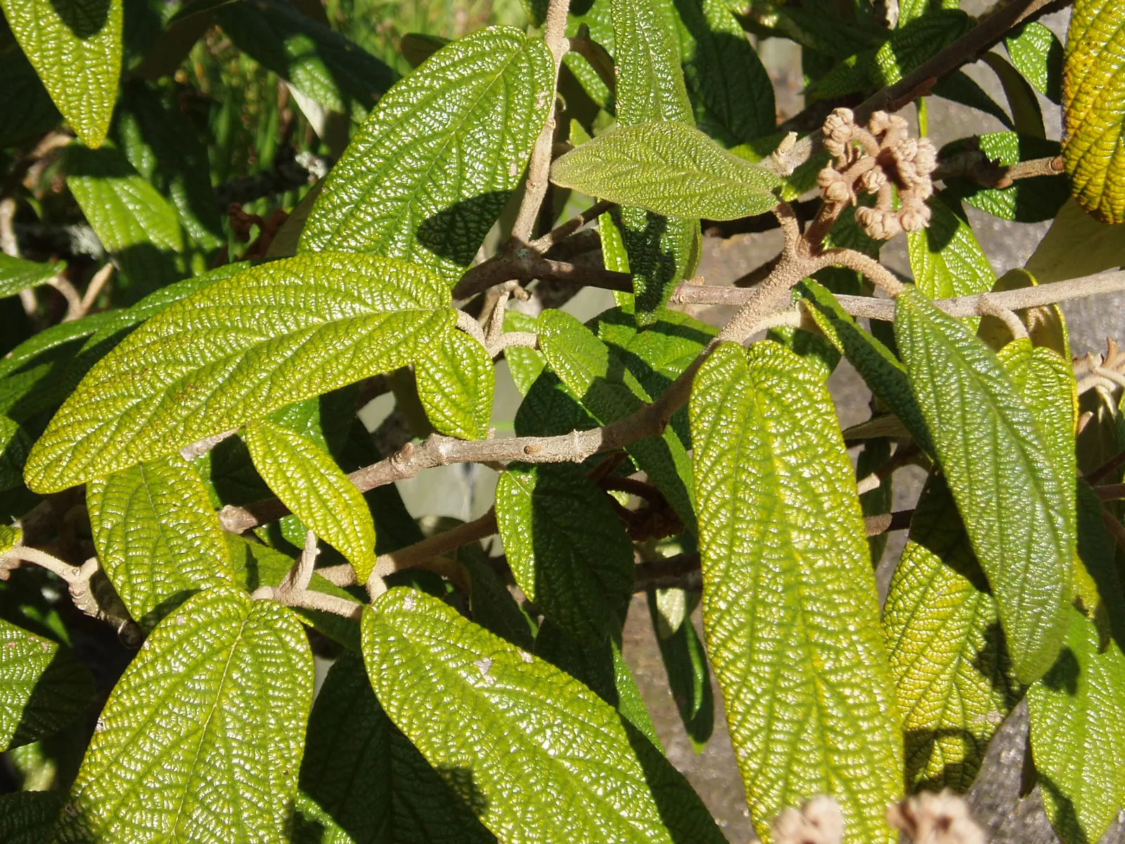 Leatherleaf Viburnum (Viburnum Rhytidophyllum) — shrub with white blooms