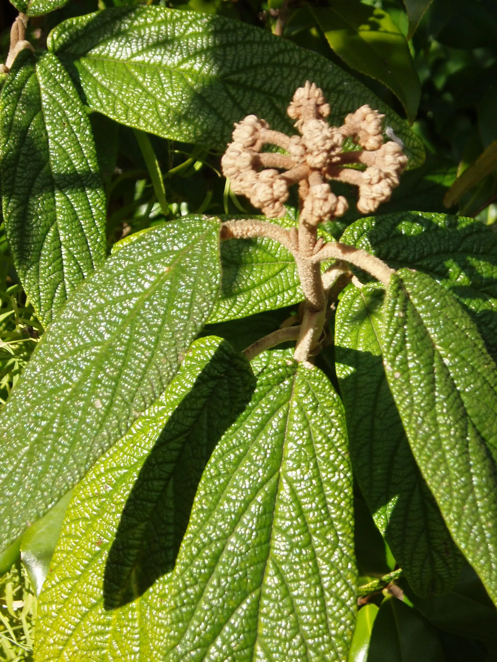 Leatherleaf Viburnum (Viburnum Rhytidophyllum) — measuring up to 4 inches across; prefers partial to full shade and well-drained soil