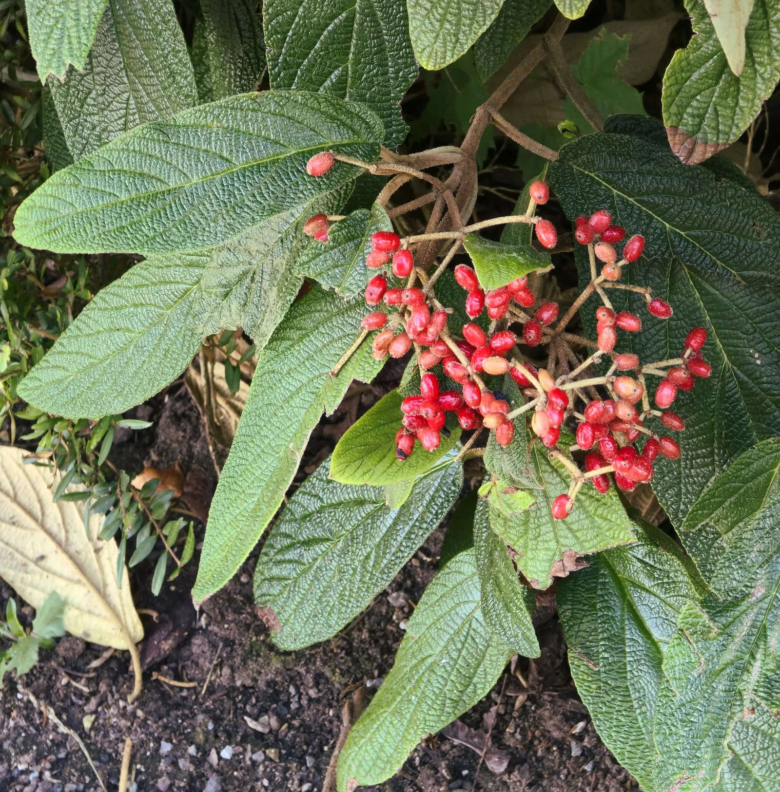 Leatherleaf Viburnum (Viburnum Rhytidophyllum) — though it favors well-drained conditions.<br><br>For an impactful design; the leaves can grow up to 4 inches