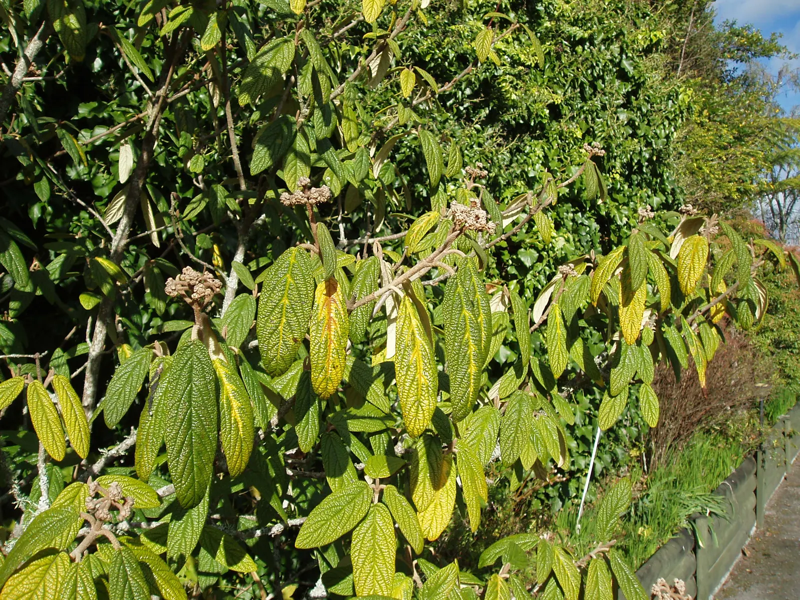 Leatherleaf Viburnum (Viburnum Rhytidophyllum) — this Viburnum species adapts well to a variety of soil types; offering year-round interest and low maintenance