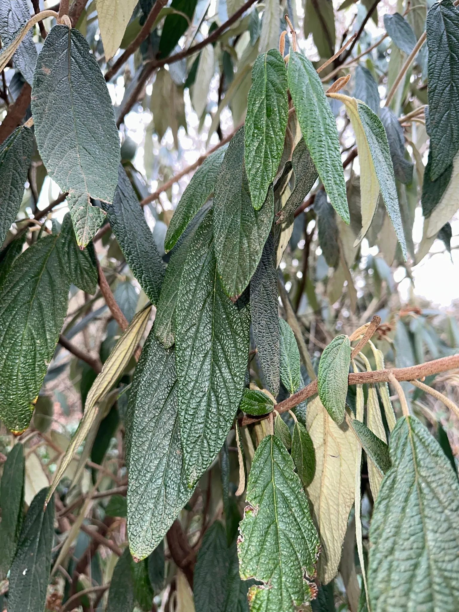 Leatherleaf Viburnum (Viburnum Rhytidophyllum) — though it favors well-drained conditions.<br><br>For an impactful design
