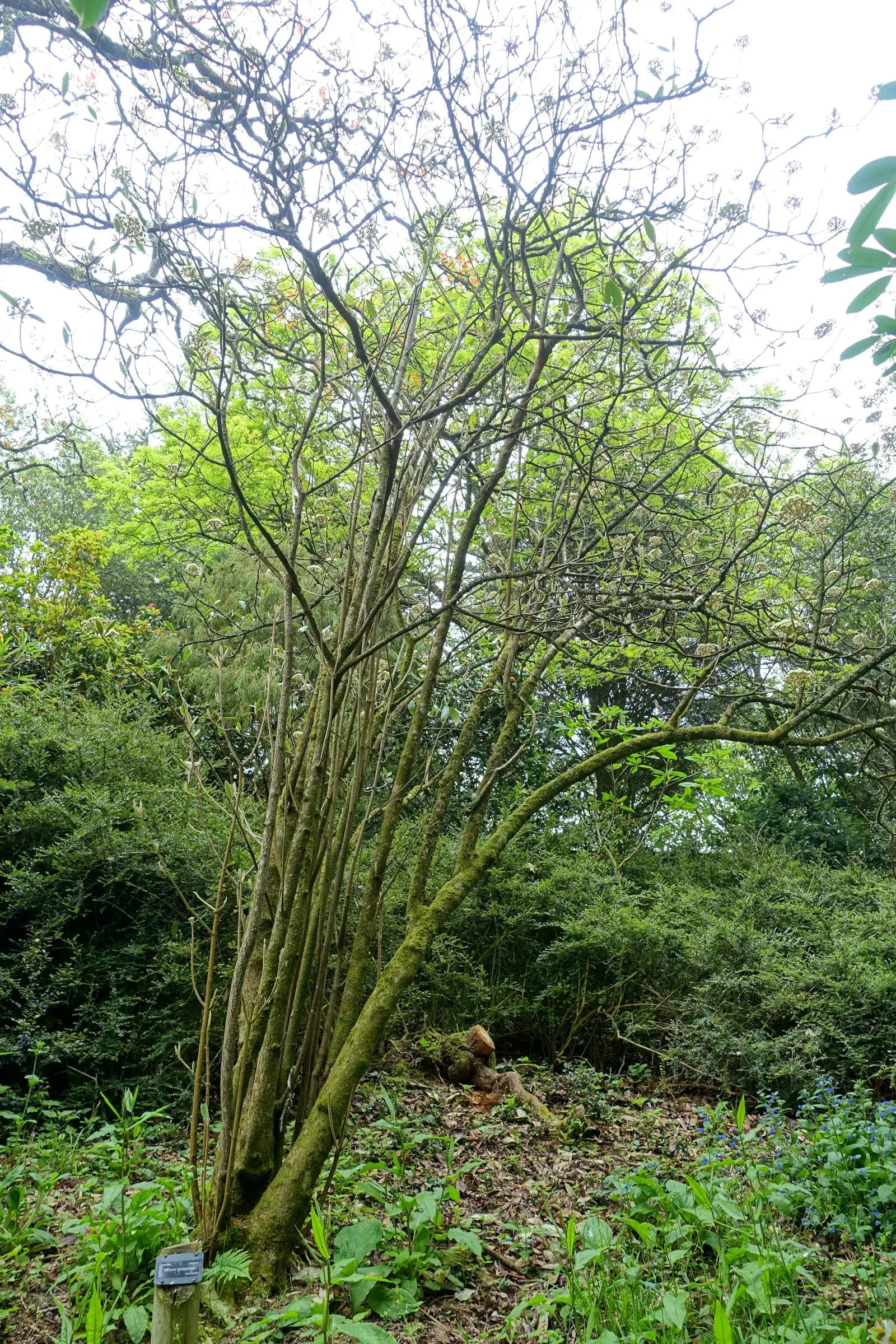 Leatherleaf Viburnum (Viburnum Rhytidophyllum) — Mature size reaches around 6-10 feet tall and wide; offering a source of food for birds and a, image 55