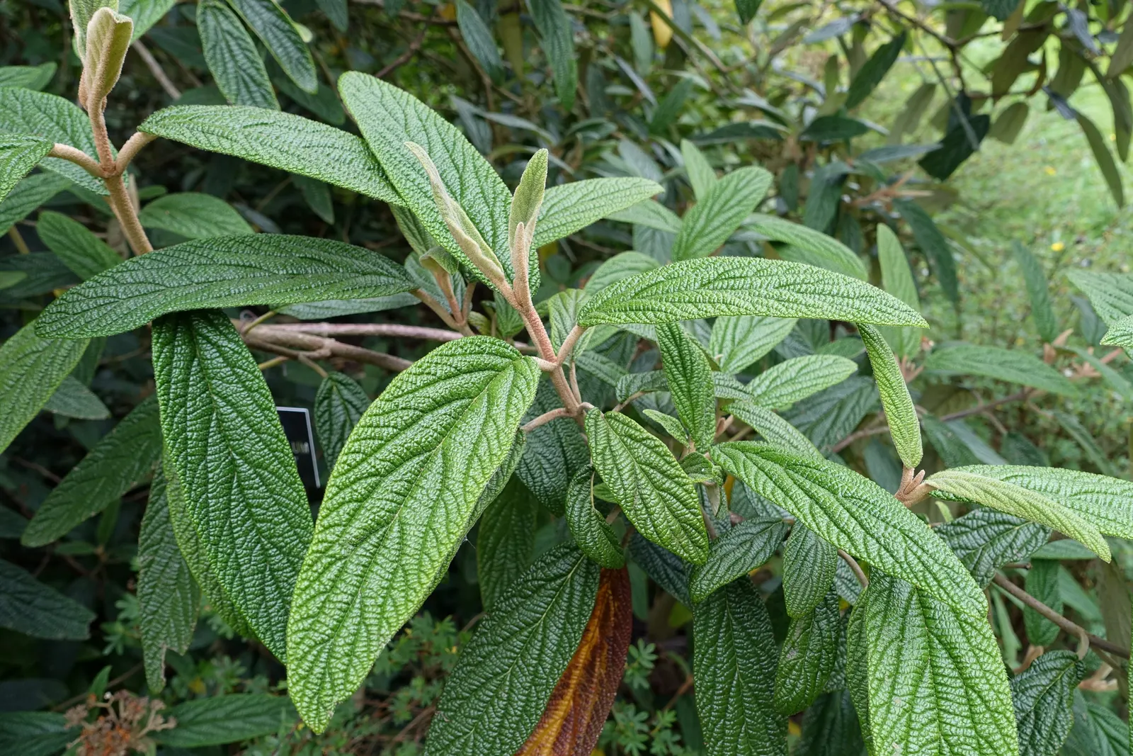 Leatherleaf Viburnum (Viburnum Rhytidophyllum) — scientifically known as Viburnum rhytidophyllum; leatherleaf Viburnum is a robust evergreen shrub displaying