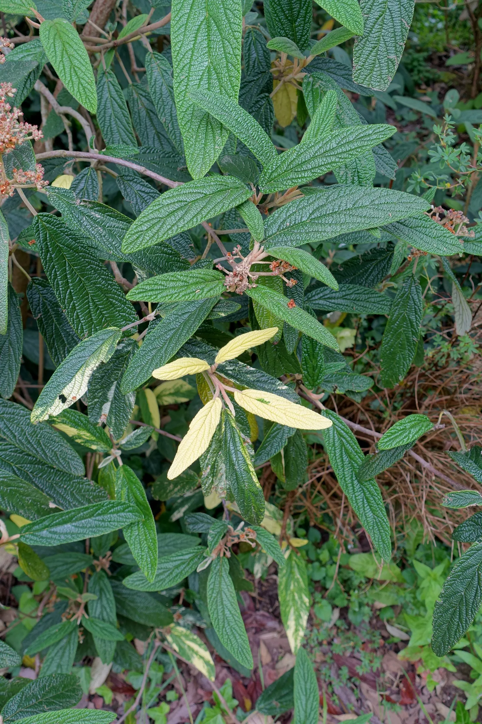 Leatherleaf Viburnum (Viburnum Rhytidophyllum) — leathery leaves and creamy white spring flowers
