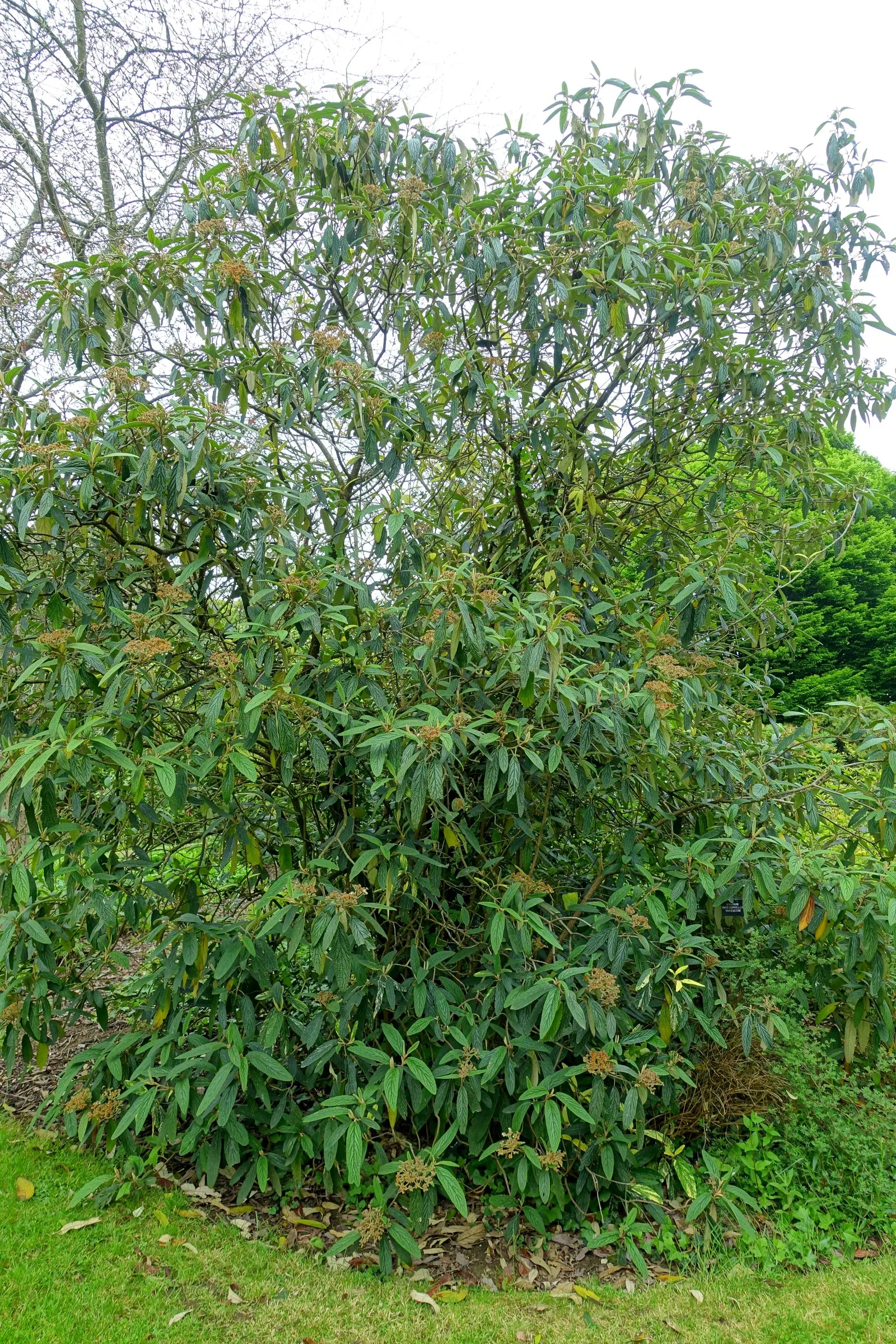 Leatherleaf Viburnum (Viburnum Rhytidophyllum) — it's an excellent choice for hedges; the Leatherleaf Viburnum provides a year-round backdrop of, image 58