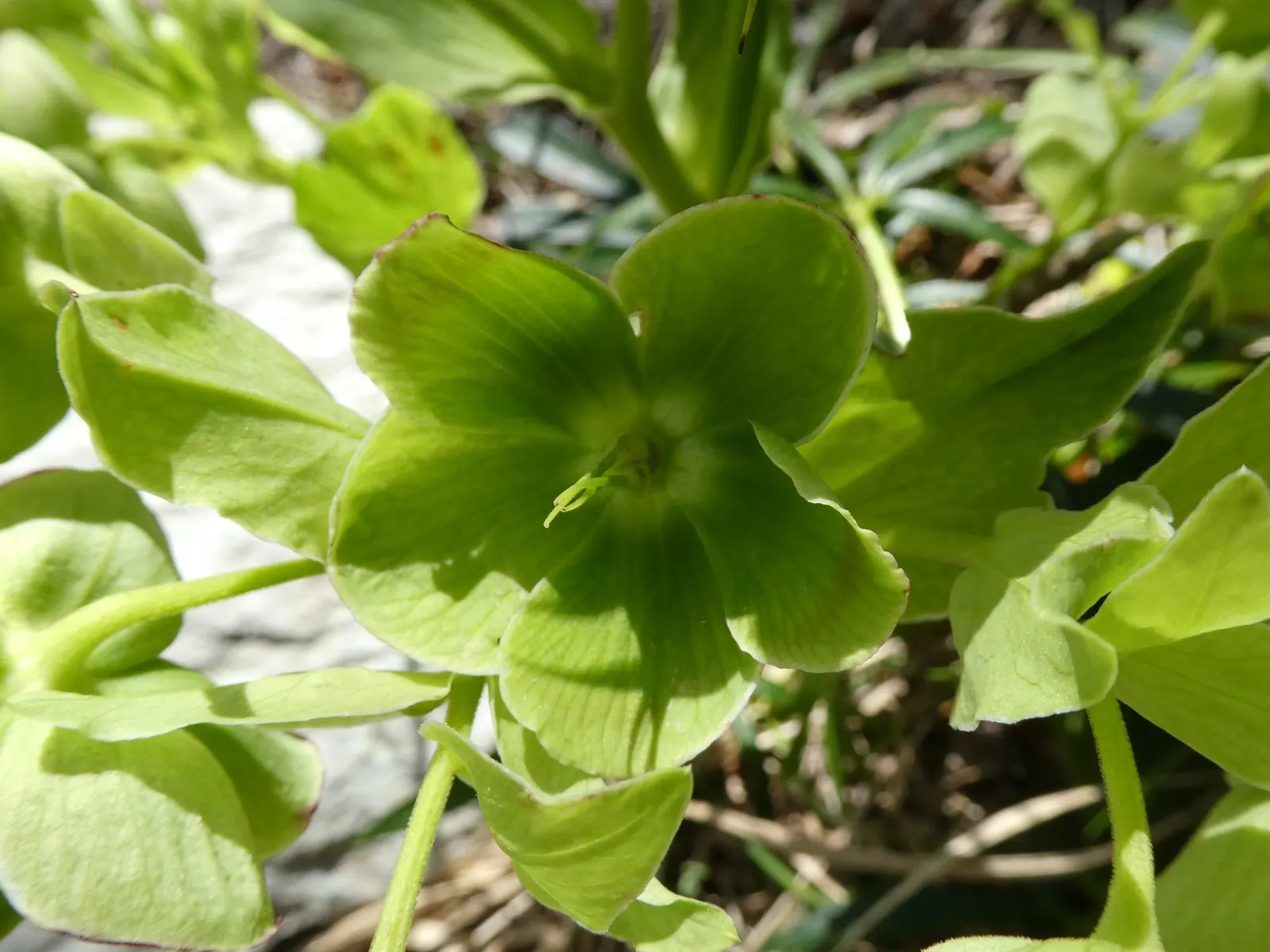 Stinking Hellebore (Helleborus Foetidus) — though not necessarily unpleasant; perennial for half or shade, image 75