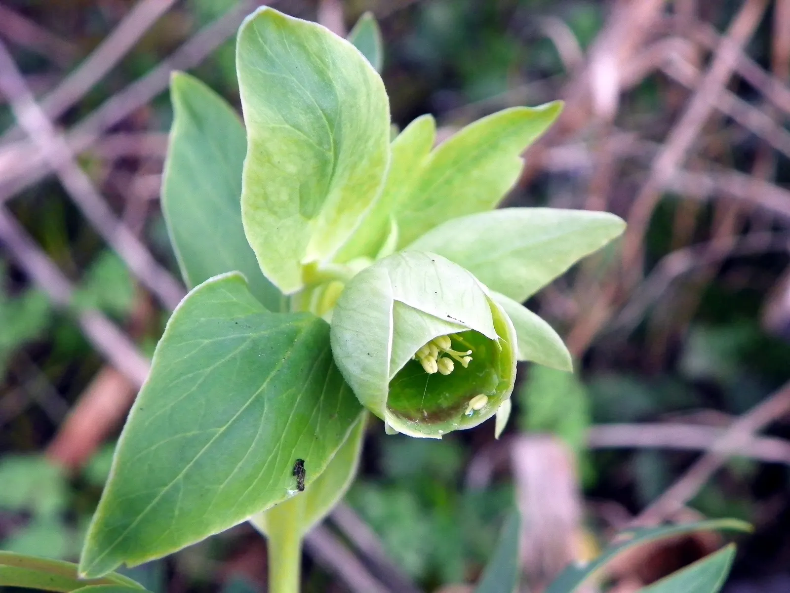 Stinking Hellebore (Helleborus Foetidus) — or used to underplant larger shrubs; consider its preference for well-drained, image 82