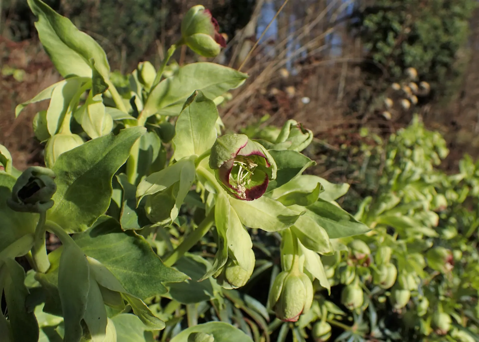 Stinking Hellebore (Helleborus Foetidus) — It can be planted in shaded borders
