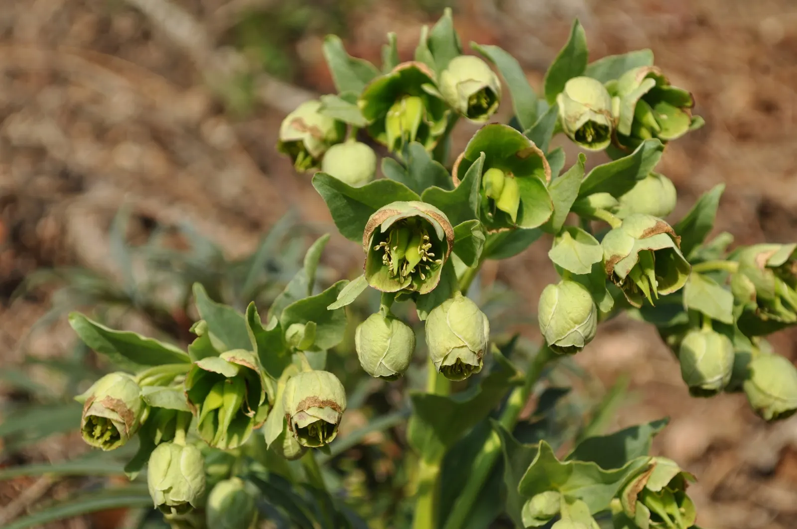 Stinking Hellebore (Helleborus Foetidus) — Typically found adorning partial to full shade gardens, this species thrives in U.S; the plant reveals its chartreuse