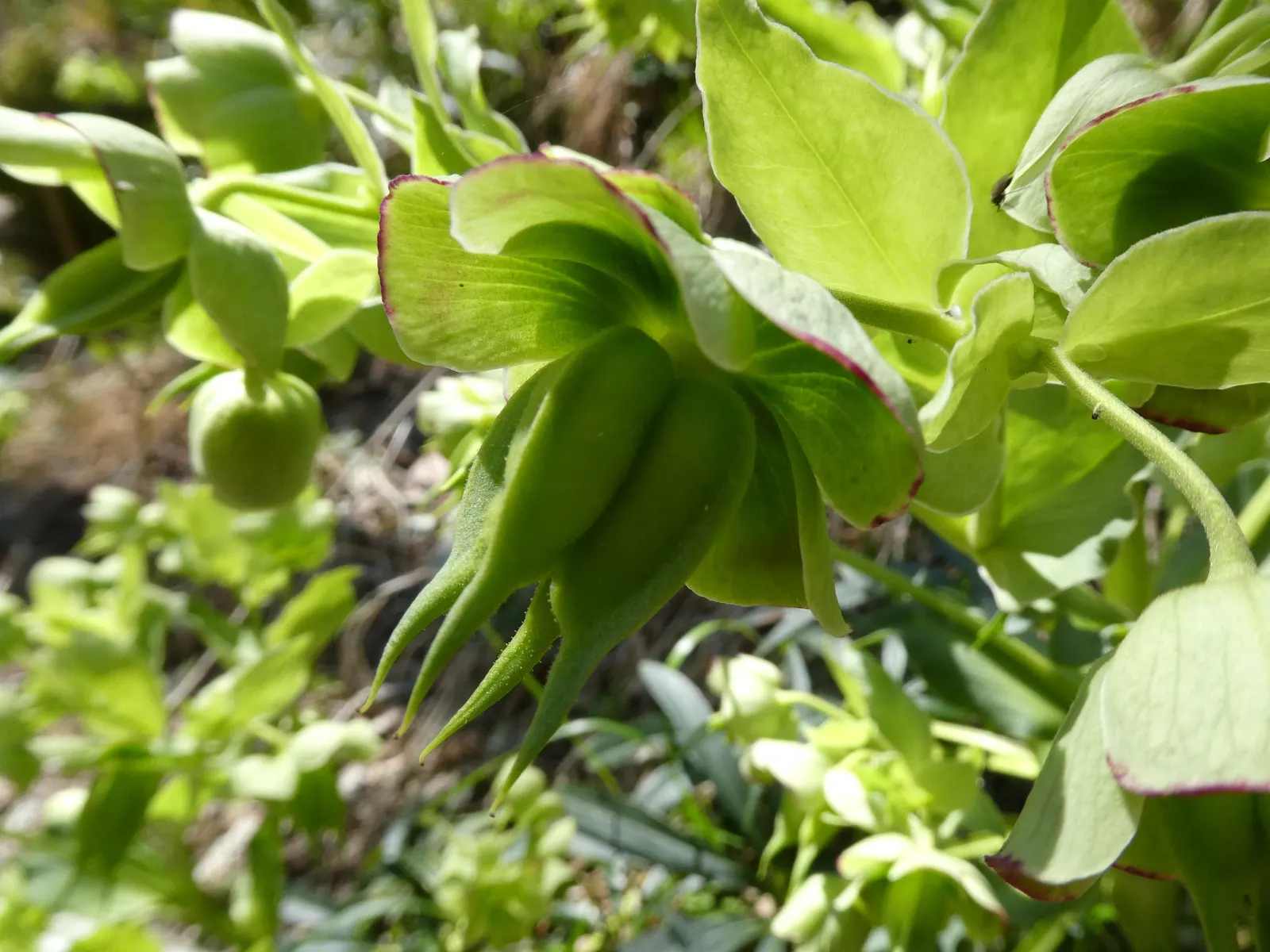 Stinking Hellebore (Helleborus Foetidus) — Notable for its drought tolerance and deer resistance