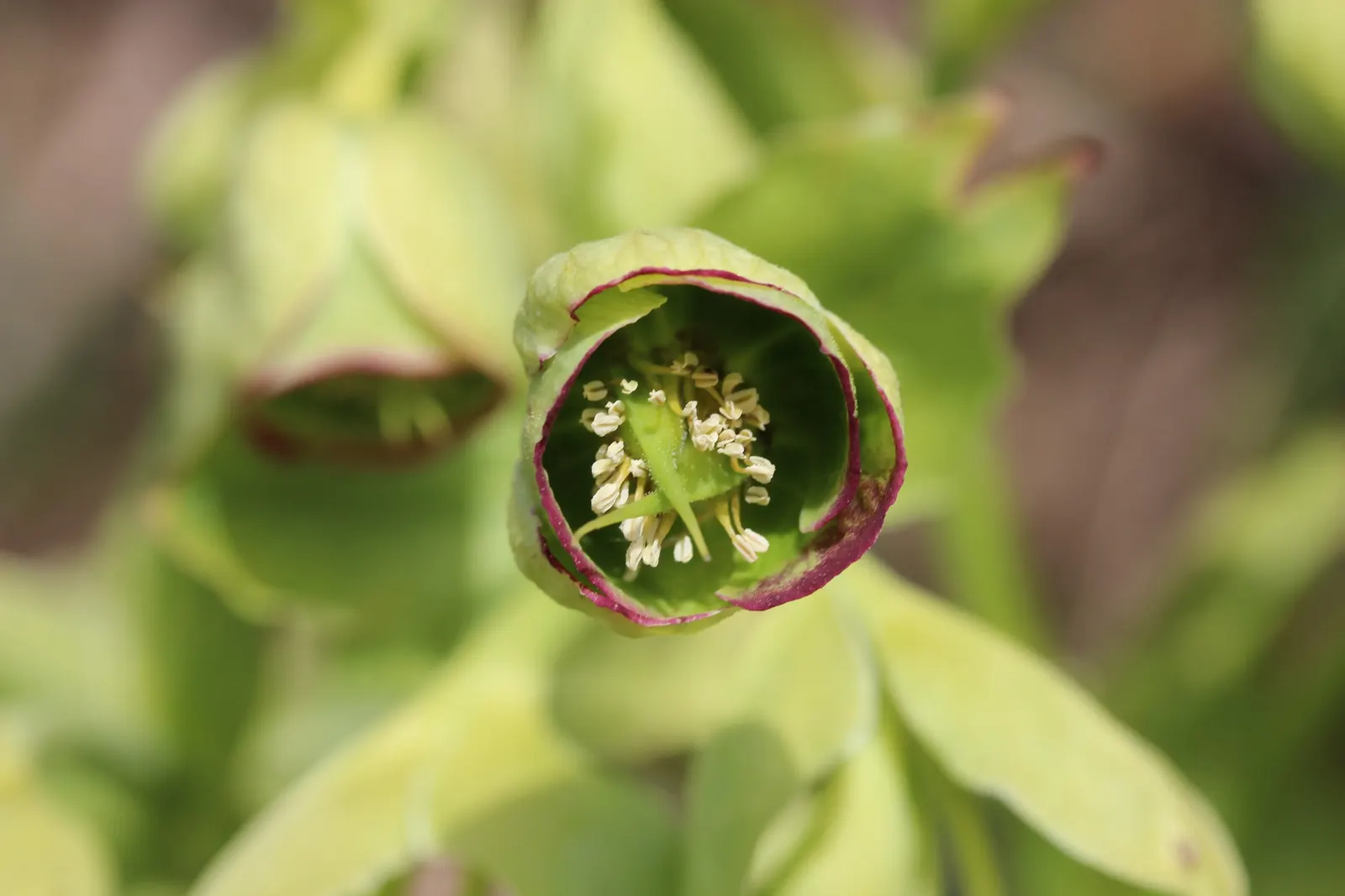 Stinking Hellebore (Helleborus Foetidus) — aroma from which it receives its common name; low-maintenance option for shaded gardens, image 76