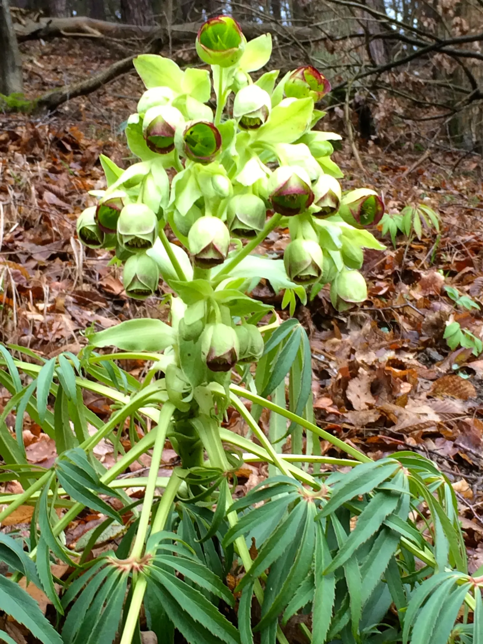 Stinking Hellebore (Helleborus Foetidus) — consider its preference for well-drained