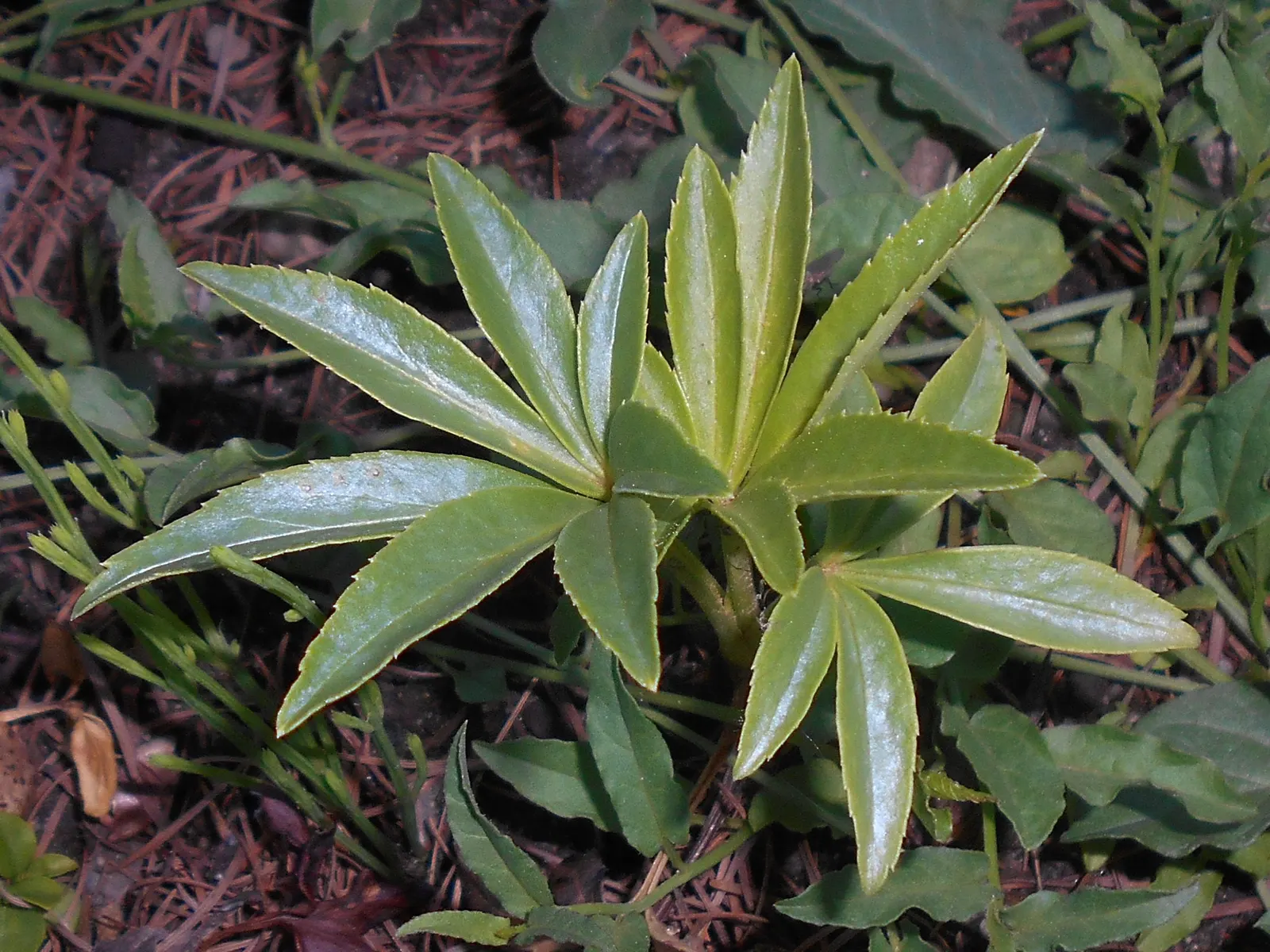 Stinking Hellebore (Helleborus Foetidus) — Blooms appear in late winter to early spring; or used to underplant larger shrubs, image 66