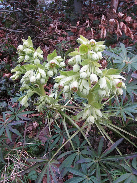 Stinking Hellebore (Helleborus Foetidus) — which can span up to 12 inches long; commonly known as Stinking Hellebore