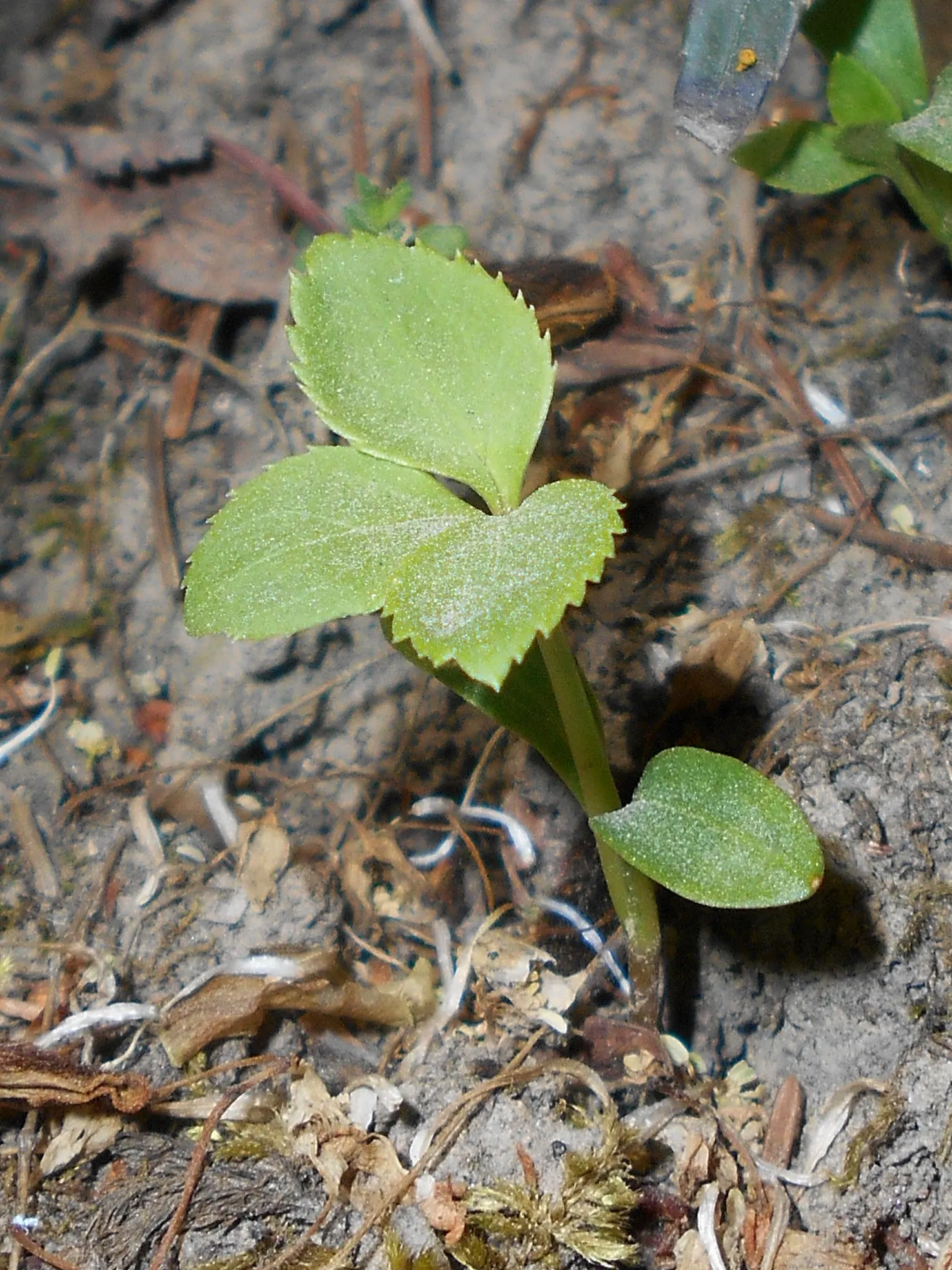 Stinking Hellebore (Helleborus Foetidus) — perennial with green blooms; reaching approximately 1 to 2 inches in size