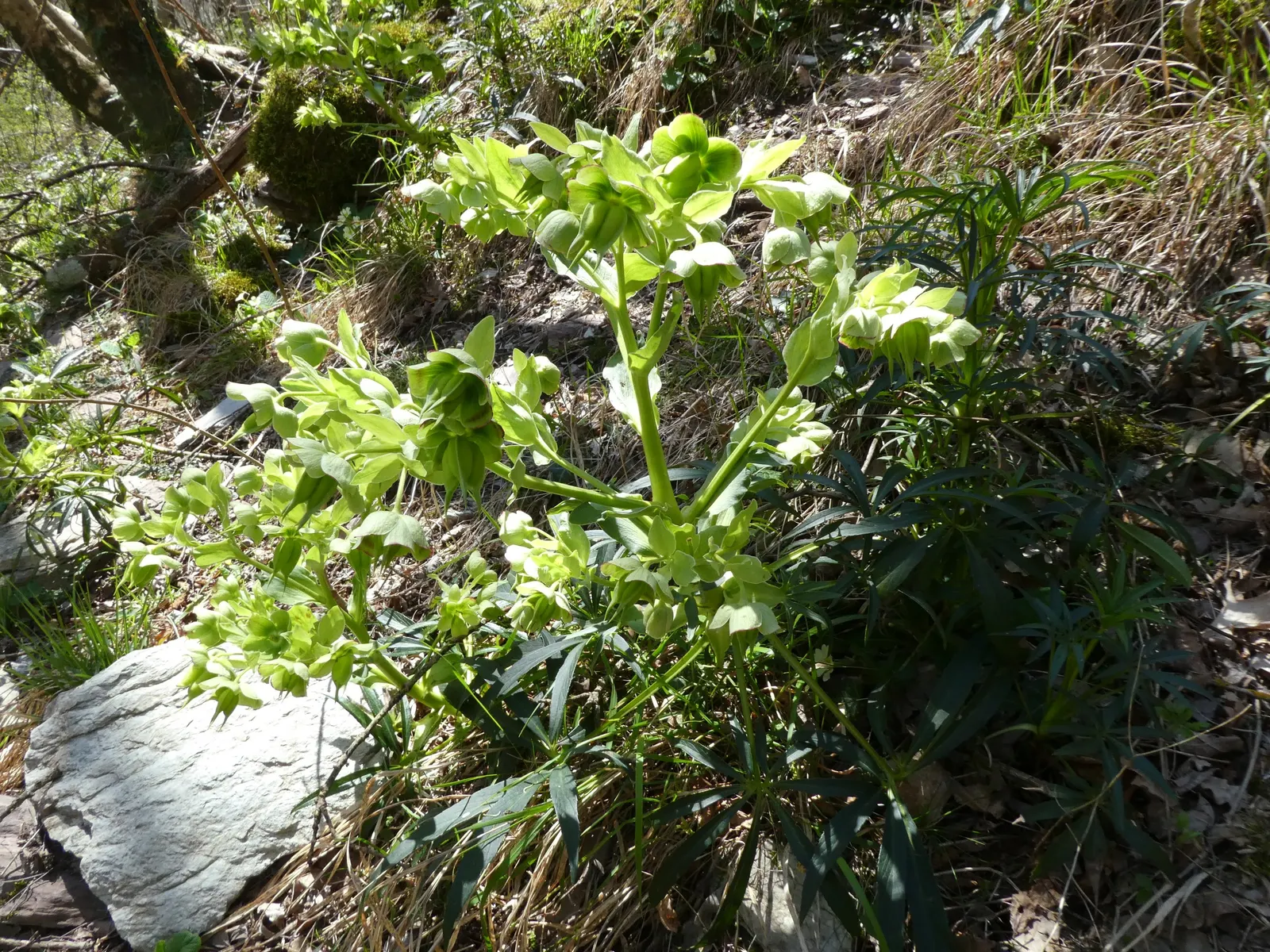 Stinking Hellebore (Helleborus Foetidus) — contributing a fine texture to the landscape, image 44