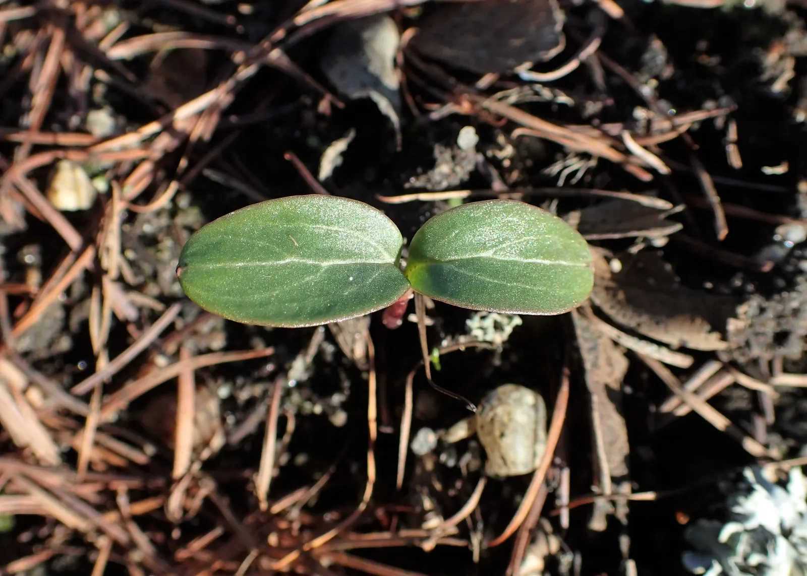 Stinking Hellebore (Helleborus Foetidus) — reaching approximately 1 to 2 inches in size; are deeply divided into narrow