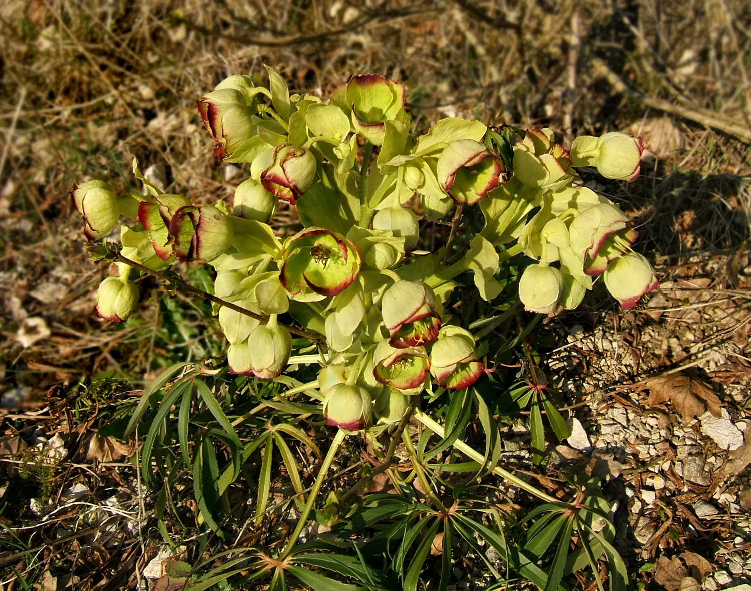 Stinking Hellebore (Helleborus Foetidus) — aroma from which it receives its common name