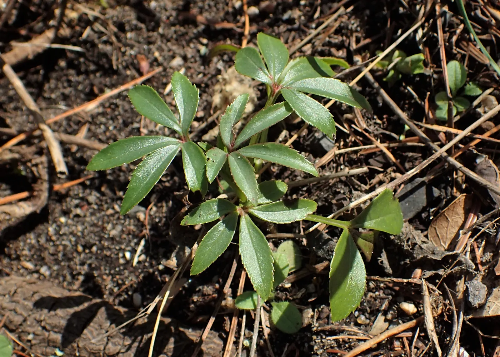 Stinking Hellebore (Helleborus Foetidus) — commonly known as Stinking Hellebore; this perennial reaches 18-24 inches in height and spreads up to, image 59