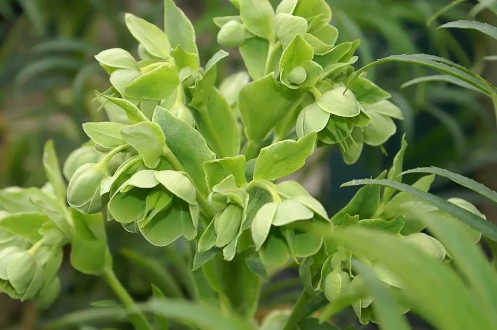 Stinking Hellebore (Helleborus Foetidus) — It is also deer resistant, adding value for gardens in high-deer areas; notable for its drought tolerance and deer
