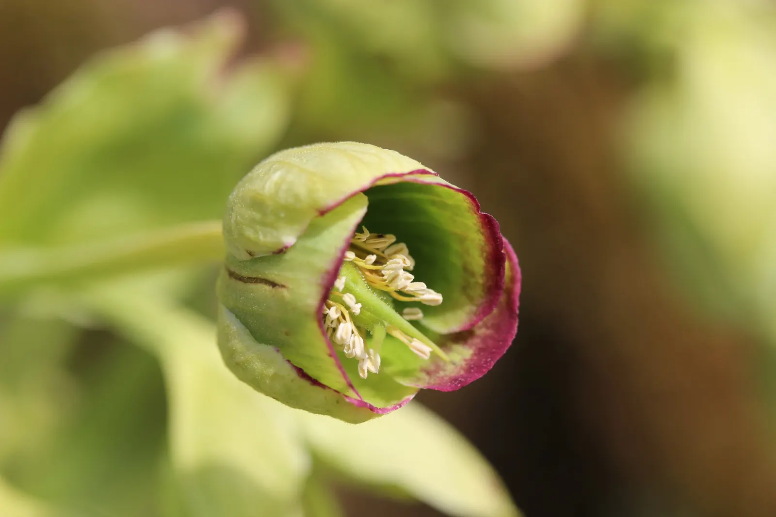 Stinking Hellebore (Helleborus Foetidus) — scientifically named Helleborus foetidus; boasts evergreen foliage and chartreuse bell-shaped flowers