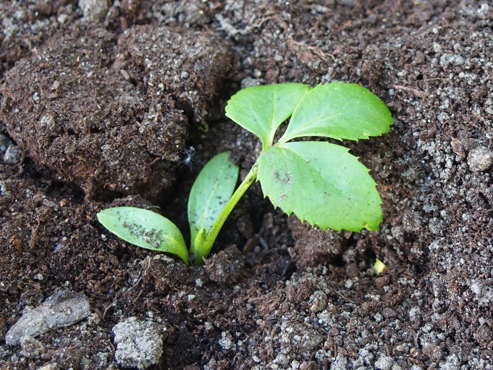 Stinking Hellebore (Helleborus Foetidus) — fertile soil with a neutral to alkaline pH