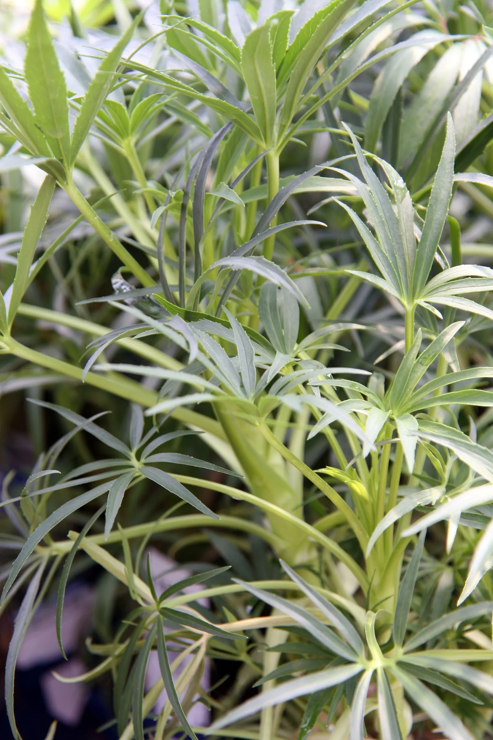 Stinking Hellebore (Helleborus Foetidus) — Blooms appear in late winter to early spring; or used to underplant larger shrubs