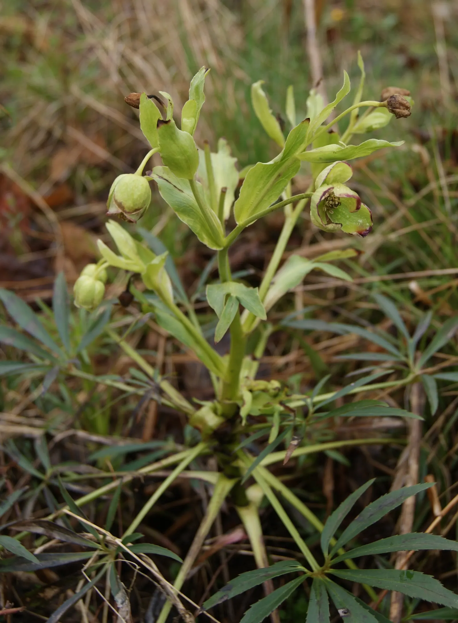 Stinking Hellebore (Helleborus Foetidus) — Typically found adorning partial to full shade gardens, this species thrives in U.S; the plant reveals, image 69