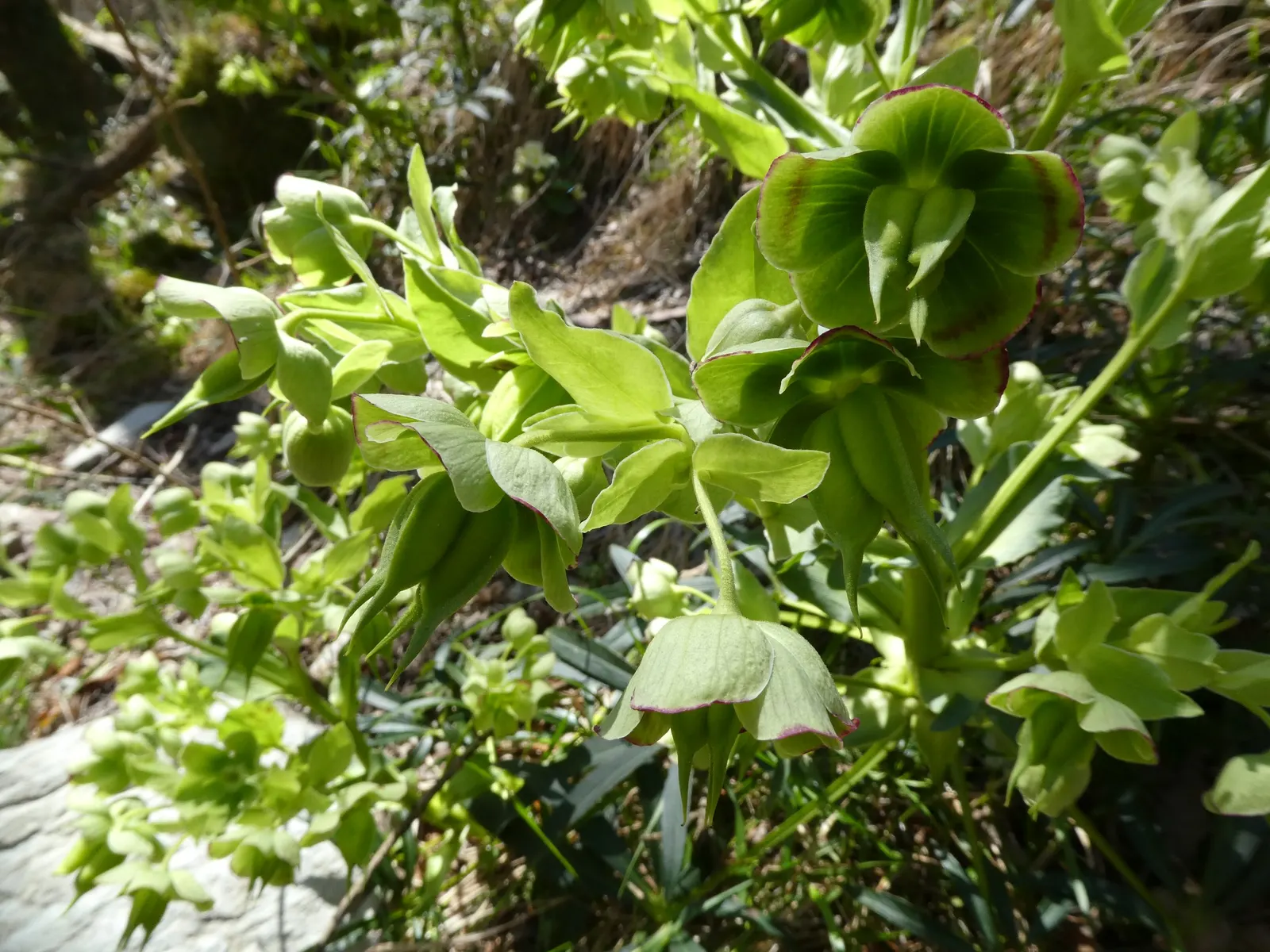 Stinking Hellebore (Helleborus Foetidus) — This resilient species requires minimal maintenance; it emits a pungent scent when crushed, image 80