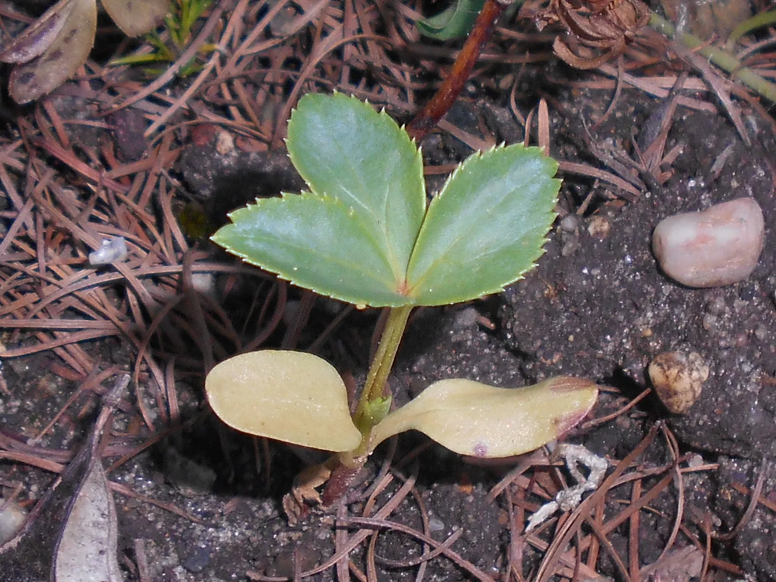 Stinking Hellebore (Helleborus Foetidus) — Department of Agriculture hardiness zones 5 through 9.<br><br>Its leathery