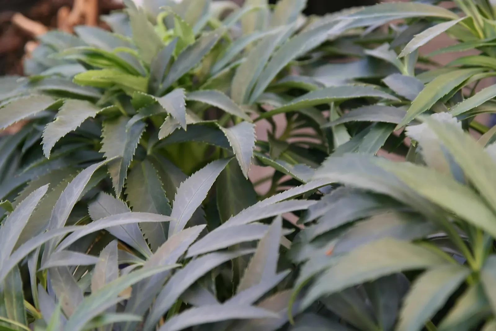 Stinking Hellebore (Helleborus Foetidus) — though not necessarily unpleasant