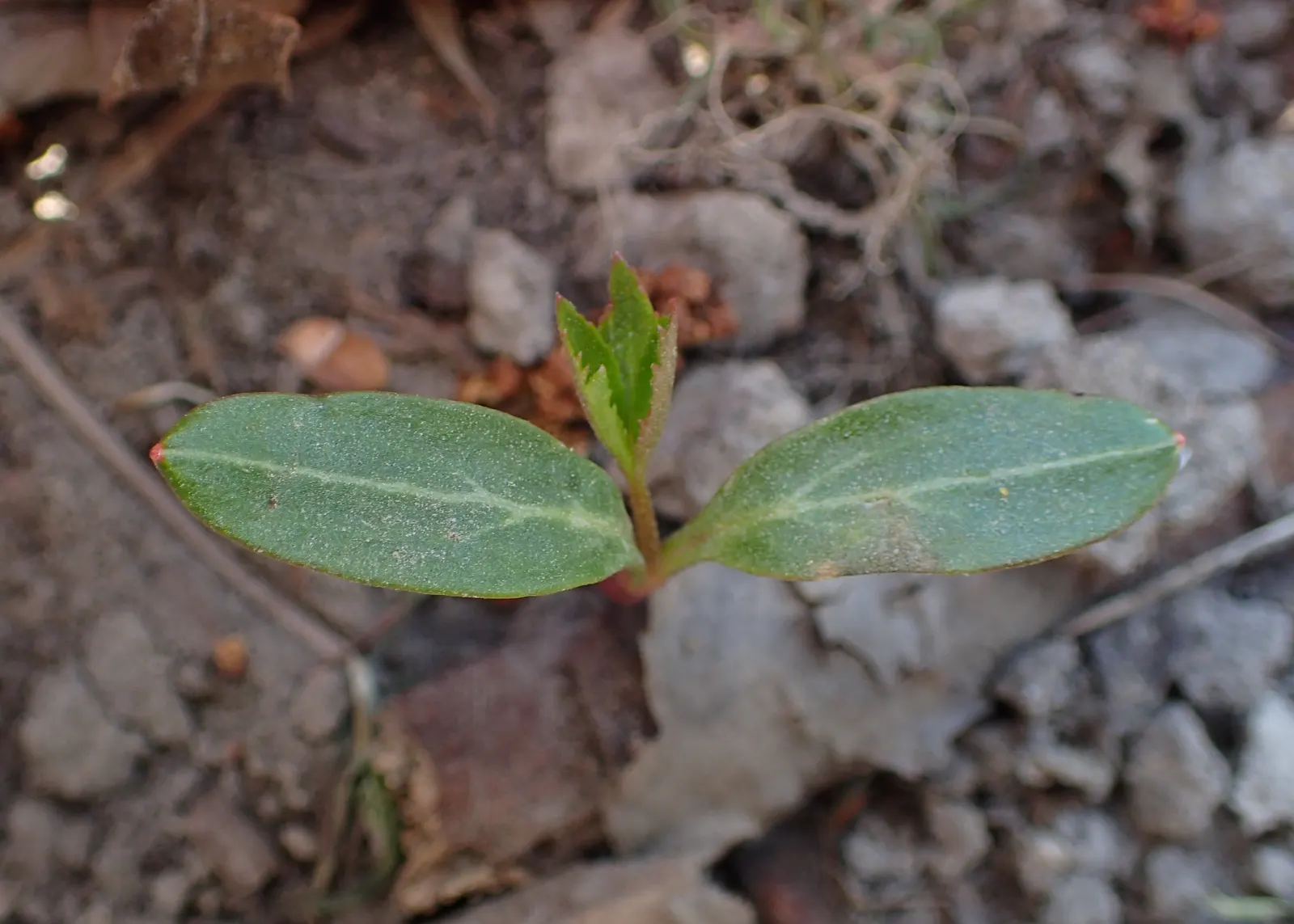 Stinking Hellebore (Helleborus Foetidus) — low-maintenance option for shaded gardens