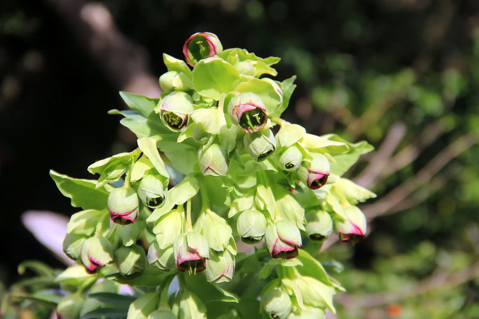 Stinking Hellebore (Helleborus Foetidus) — the plant reveals its chartreuse; this resilient species requires minimal maintenance