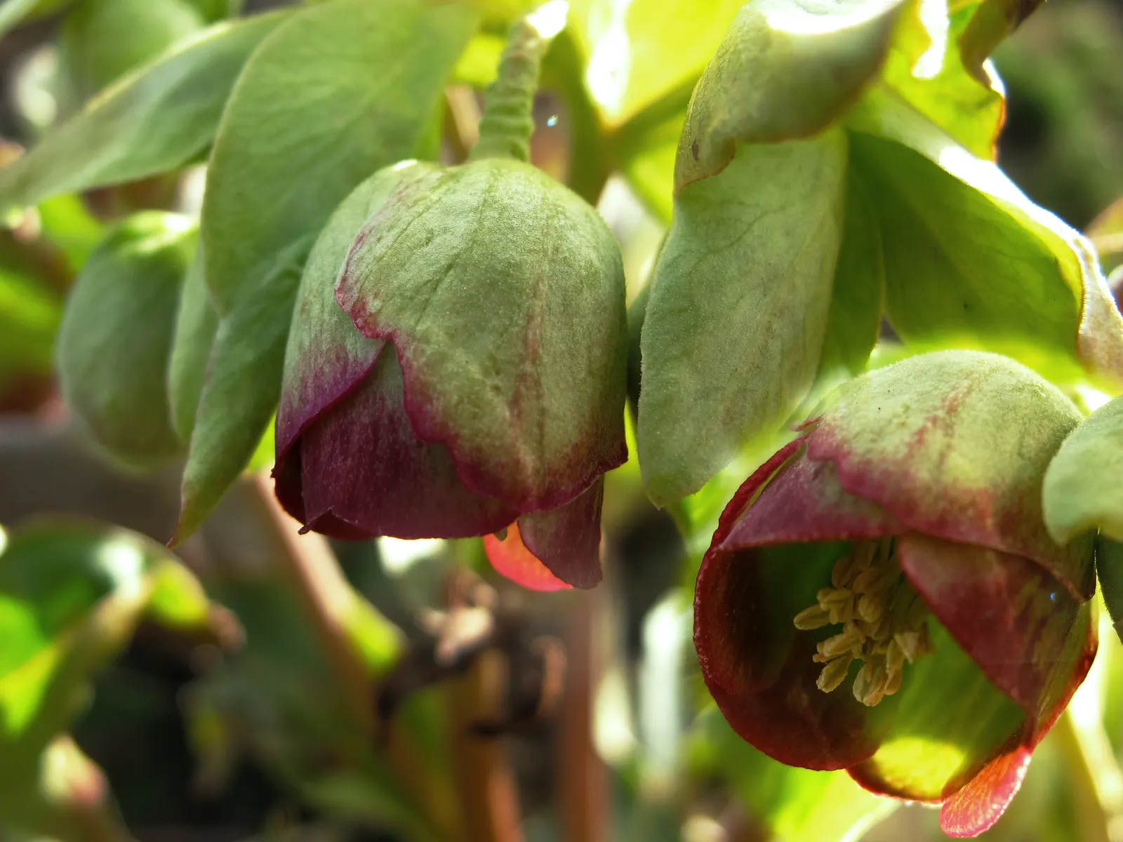 Stinking Hellebore (Helleborus Foetidus) — Thriving in USDA zones 5 to 9, it prefers partial shade and well-drained soil; aroma from which it receives its