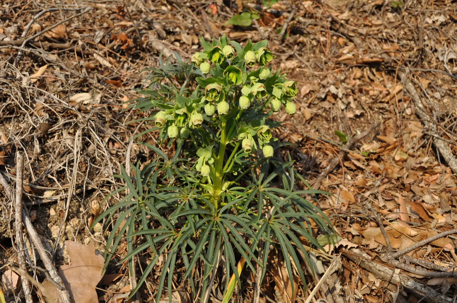 Stinking Hellebore (Helleborus Foetidus) — Notable for its drought tolerance and deer resistance; thriving in USDA zones 5 to 9, it prefers partial shade and