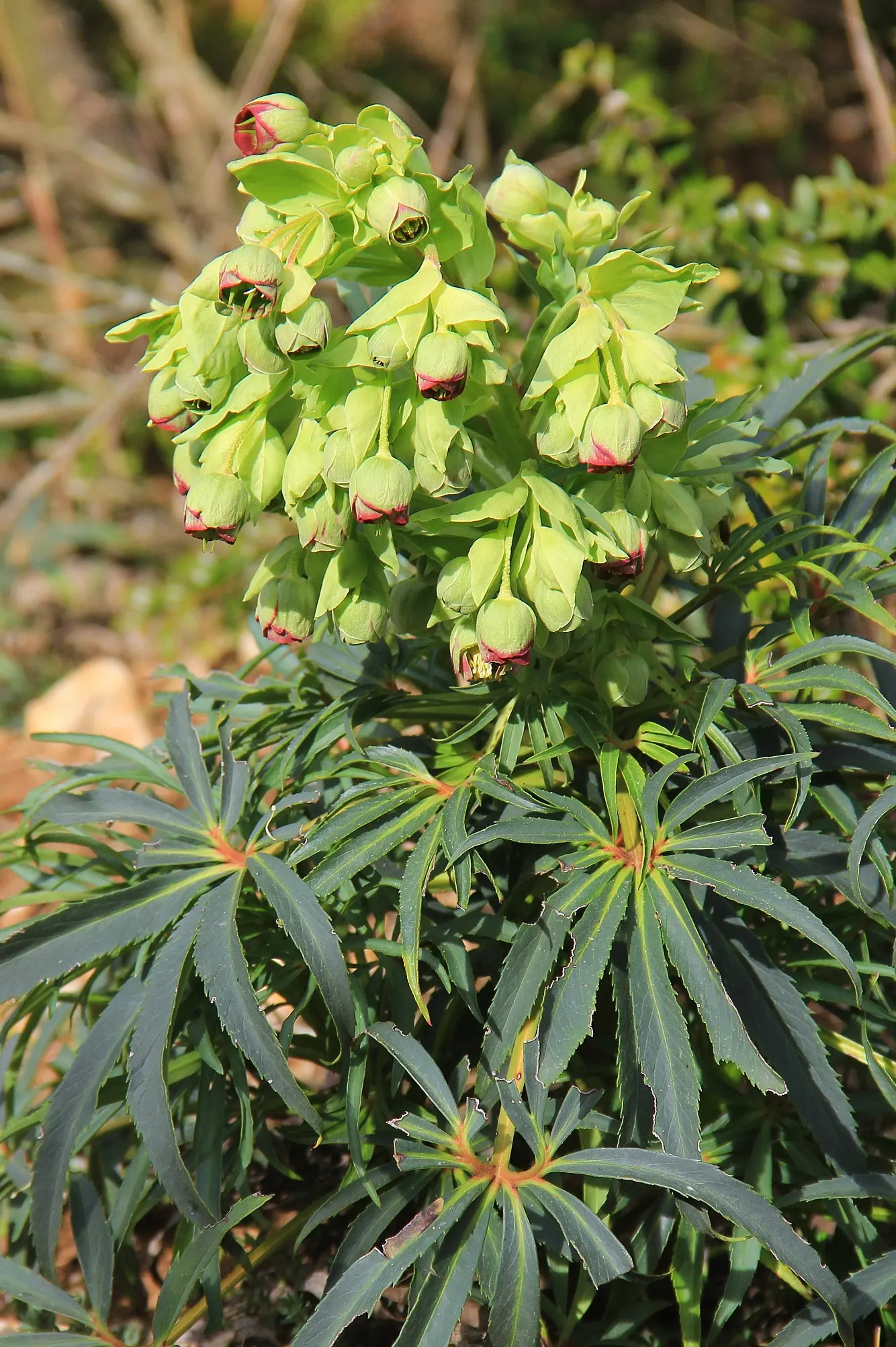 Stinking Hellebore (Helleborus Foetidus) — textural backdrop and splashes of winter color when little else blooms