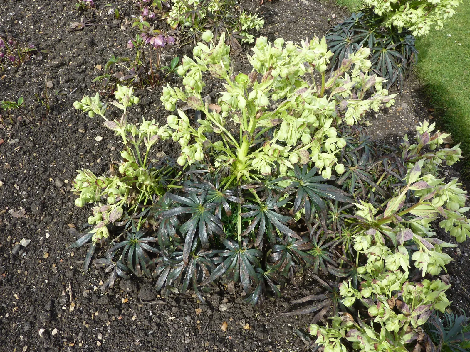 Stinking Hellebore (Helleborus Foetidus) — reaching approximately 1 to 2 inches in size