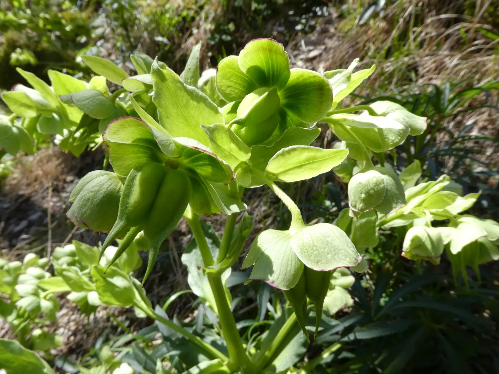 Stinking Hellebore (Helleborus Foetidus) — or used to underplant larger shrubs