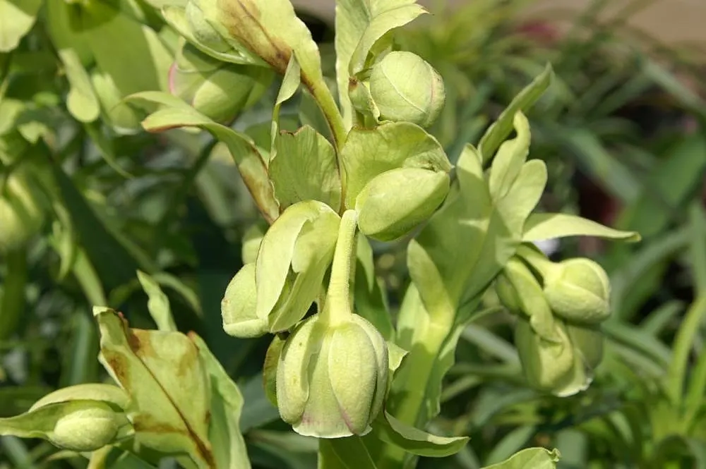 Stinking Hellebore (Helleborus Foetidus) — though not necessarily unpleasant; perennial for half or shade