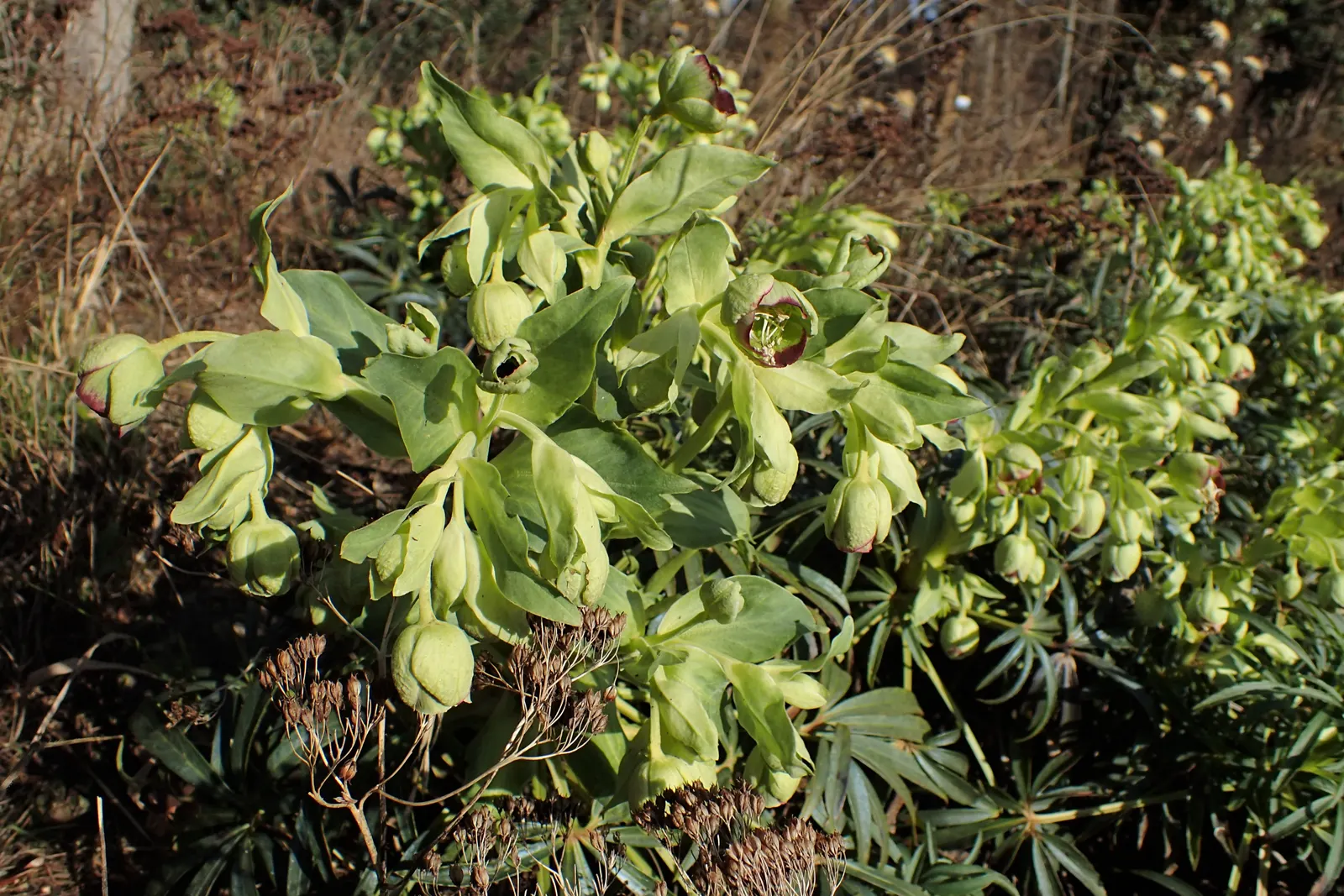 Stinking Hellebore (Helleborus Foetidus) — boasts evergreen foliage and chartreuse bell-shaped flowers; typically found adorning partial to full shade gardens