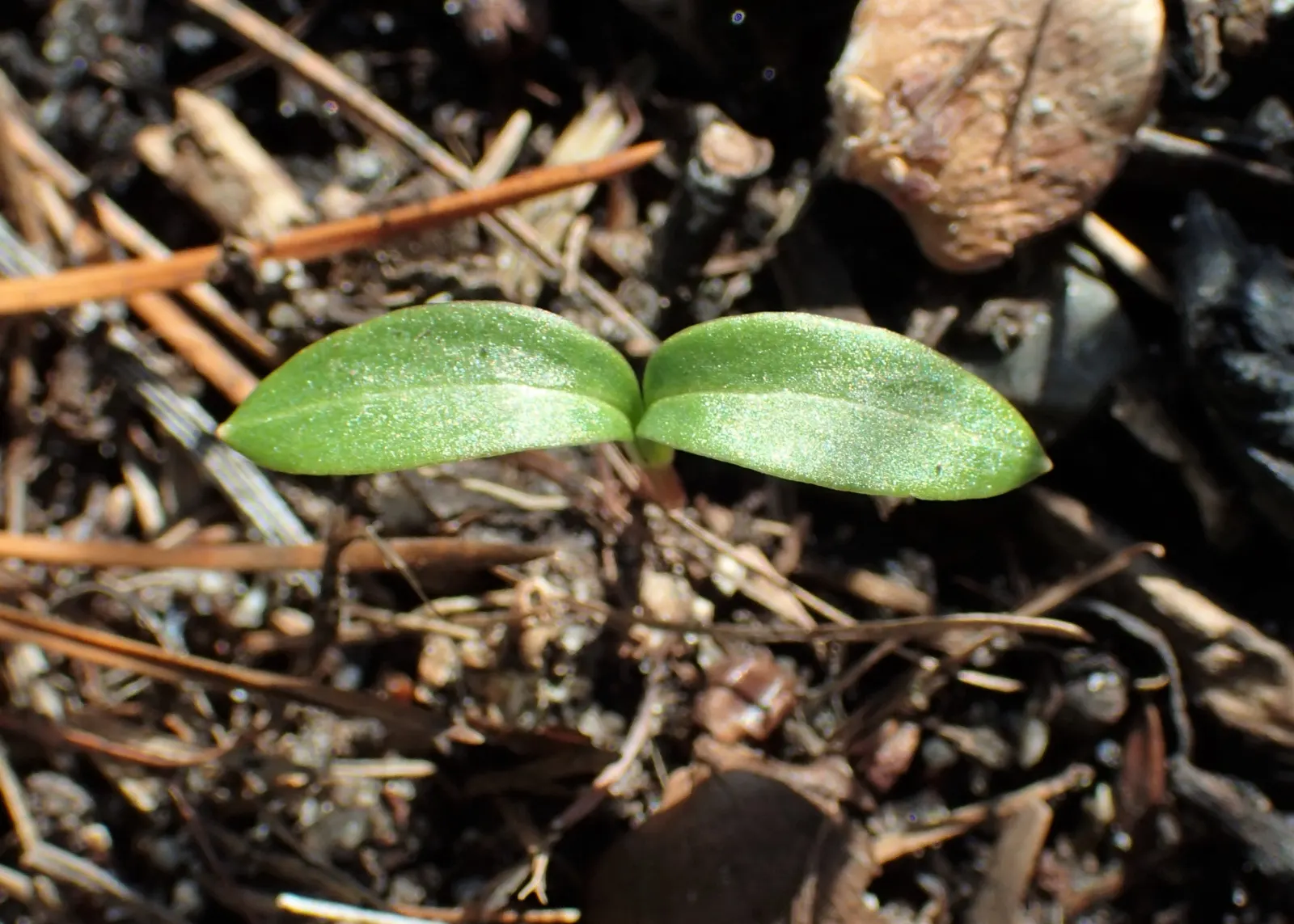 Stinking Hellebore (Helleborus Foetidus) — are deeply divided into narrow; blooms appear in late winter to early spring, image 72