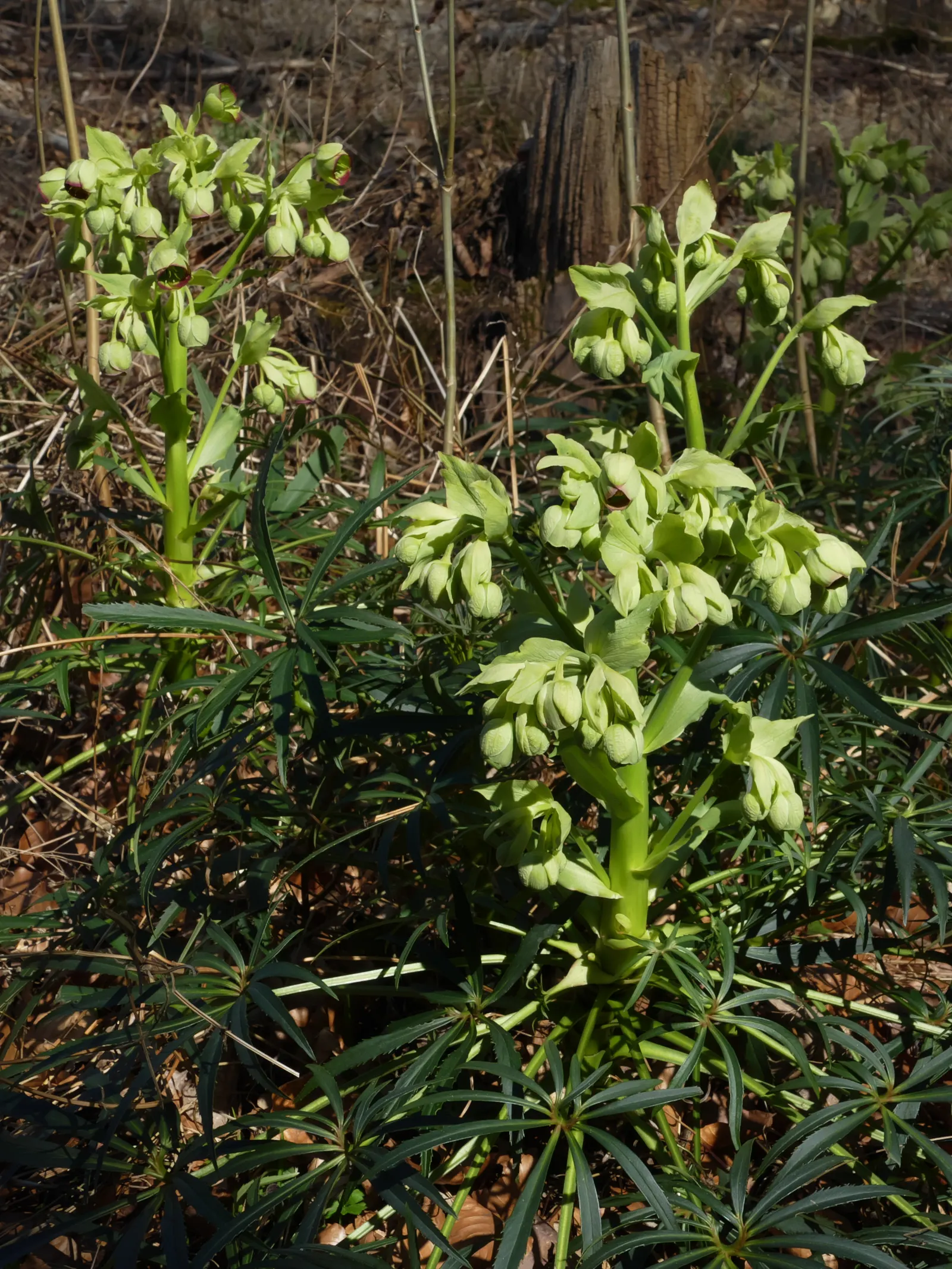 Stinking Hellebore (Helleborus Foetidus) — consider its preference for well-drained; fertile soil with a neutral to alkaline pH, image 78