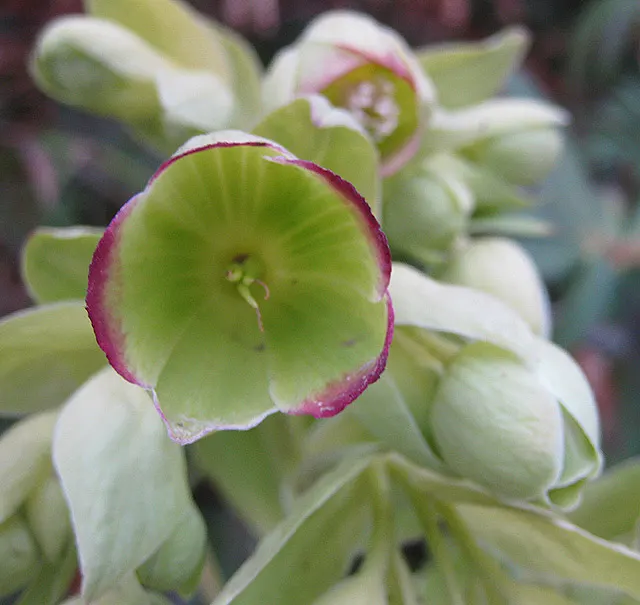 Stinking Hellebore (Helleborus Foetidus) — Typically found adorning partial to full shade gardens, this species thrives in U.S