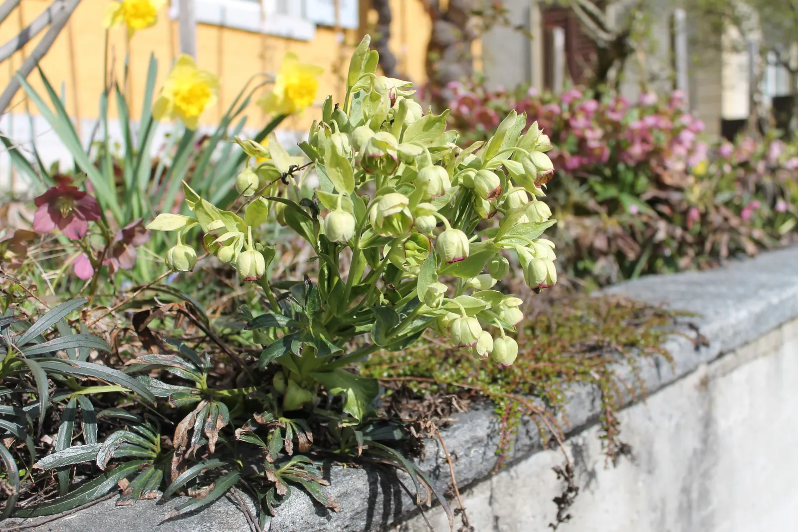 Stinking Hellebore (Helleborus Foetidus) — it emits a pungent scent when crushed; is a captivating perennial plant famed for its evergreen foliage, image 64