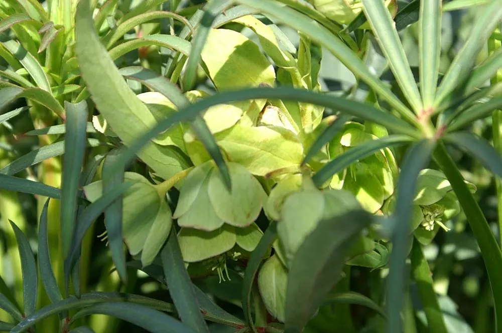 Stinking Hellebore (Helleborus Foetidus) — consider its preference for well-drained; fertile soil with a neutral to alkaline pH