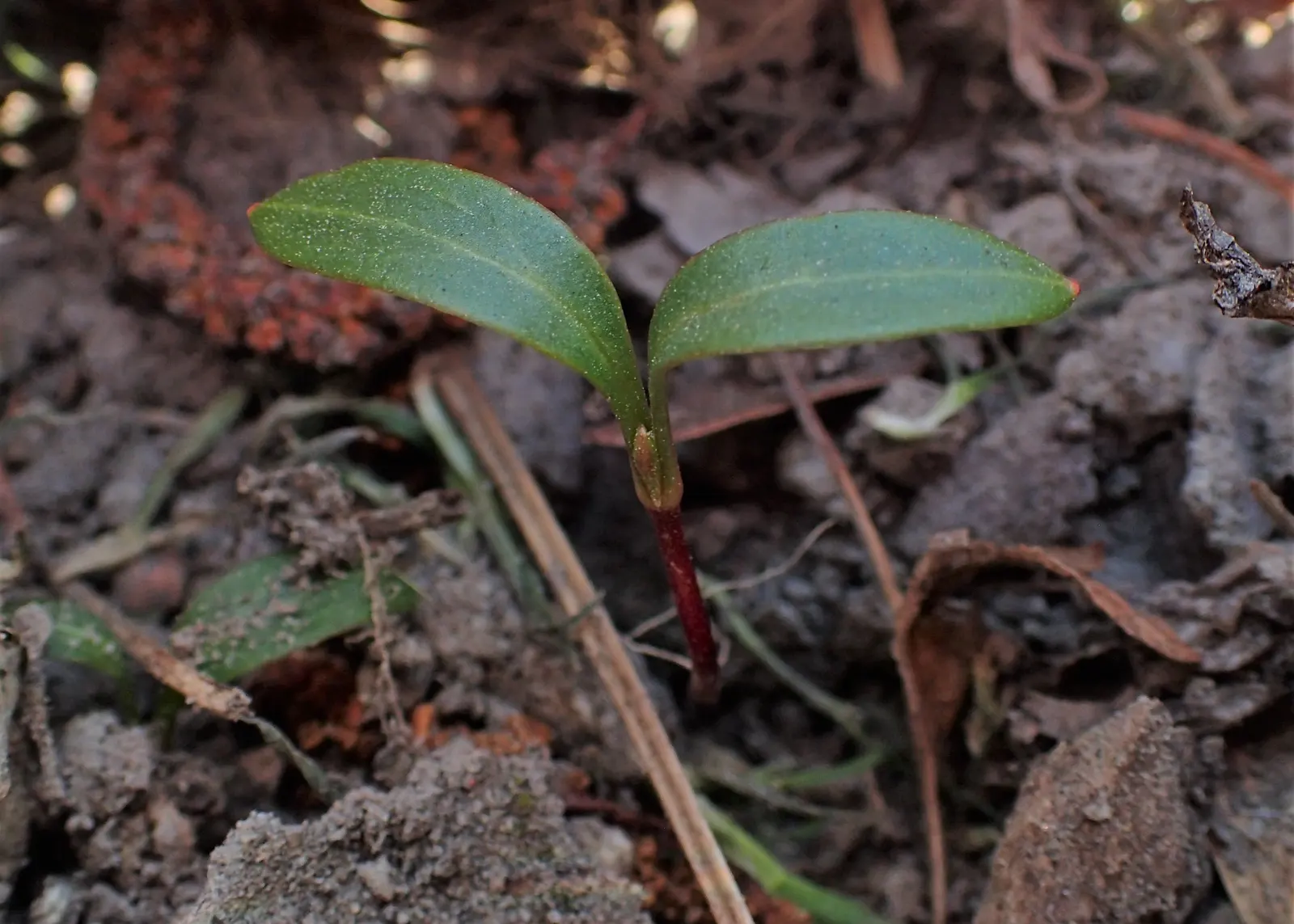 Stinking Hellebore (Helleborus Foetidus) — scientifically named Helleborus foetidus; boasts evergreen foliage and chartreuse bell-shaped flowers, image 67