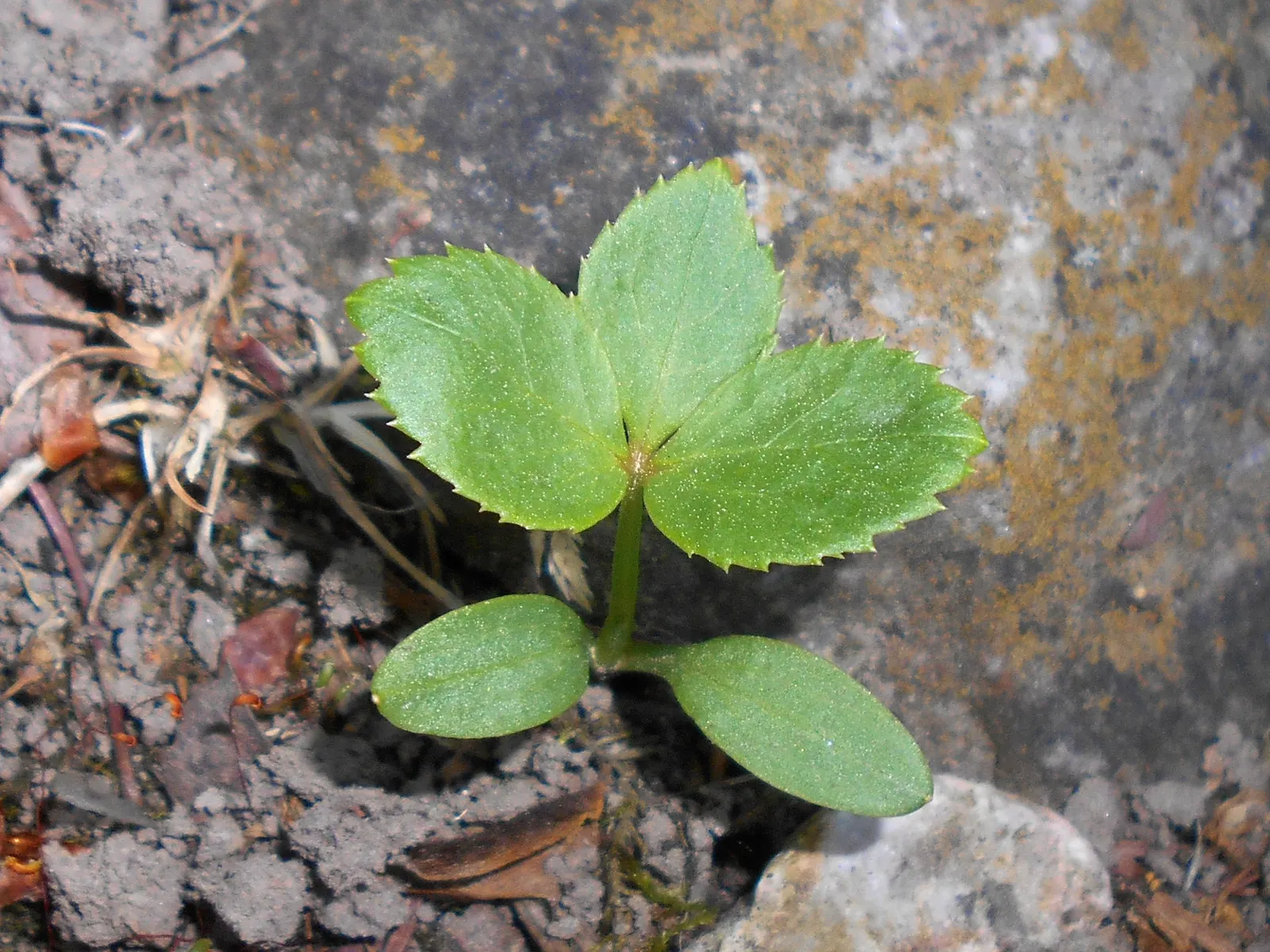 Stinking Hellebore (Helleborus Foetidus) — which can span up to 12 inches long; commonly known as Stinking Hellebore, image 71
