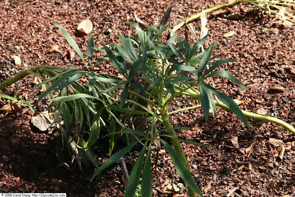 Stinking Hellebore (Helleborus Foetidus) — low-maintenance option for shaded gardens; though not necessarily unpleasant